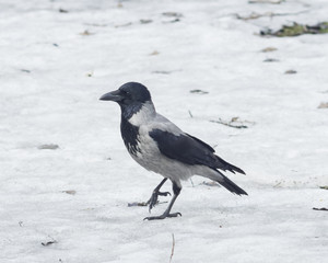 Hooded Crow , Corvus cornix, portrait on snow closeup, selective focus