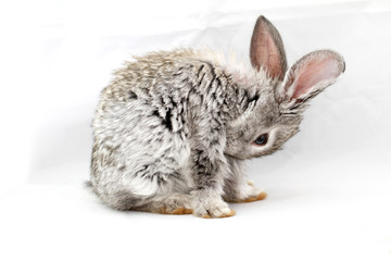 Gray rabbit