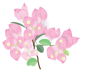 Bougainvillea pink flowers with branch on white background
