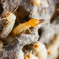 Termites or white ants
