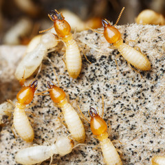 Termites or white ants