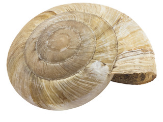 Dry brown shell of snail macro, isolated on white