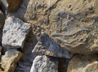 Broken stones with fragments of fossils