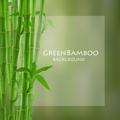 Obraz premium Green bamboo vector illustration.