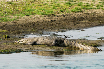 Huge crocodile taking sun in Chitwan National Park, Nepal