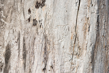 Obraz premium Traces from termites on wood