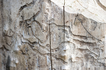 Damage white  wood by termite