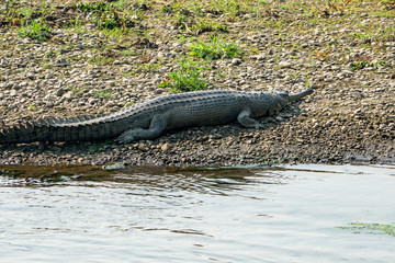 Gharial Gavialis gangeticus river Chitwan National Park Nepal