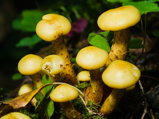 Sulphur Tuft, Hypholoma fasciculare, growing in moss macro, selective focus