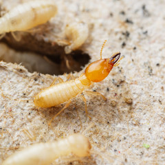 Termites or white ants