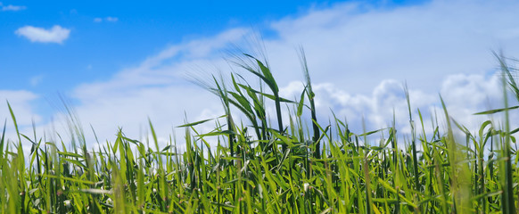 Gramíneas en primavera