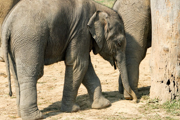 Fototapeta premium baby elephants Royal Chitwan National Park Nepal