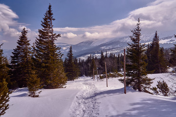 Fototapeta na wymiar Spruces snow-covered tourist trail in the Giant Mountains in Poland