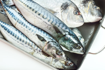 Fresh fish Dorado and Mackerel on white background