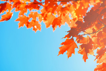 Tree leave closeup