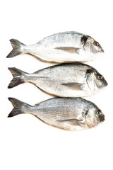 Fresh fish Dorado on white background