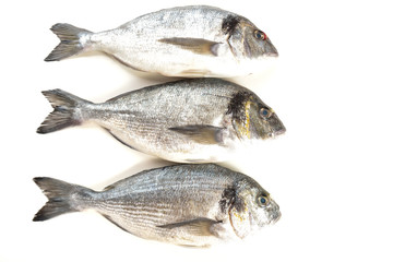 Fresh fish Dorado on white background