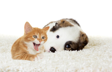 labrador puppy and kitten sleeping