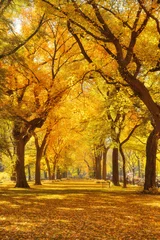 Keuken foto achterwand Central Park Central Park Autumn