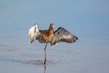 pittima reale (Limosa limosa) nello stagno