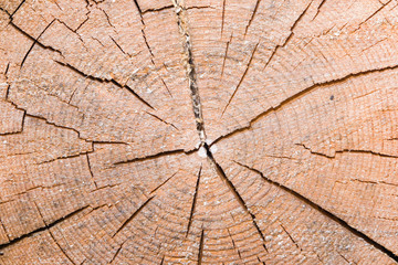 shear of old cracked spruce trunk texture, macro