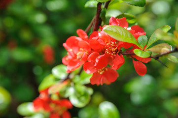 Japanese quince in bloom background