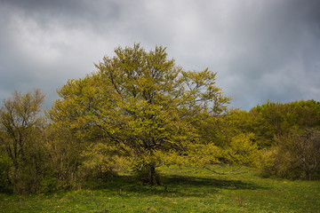 Grande faggio nella collina verde