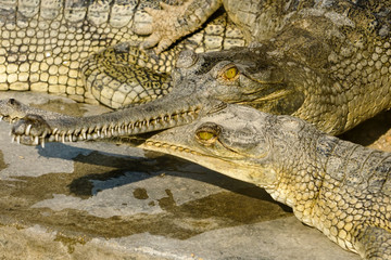 Young babby Gharial Gavialis gangeticus river Chitwan National Park Nepal