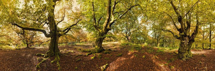 Obraz premium Nationalpark Kellerwald Herbst Panorama
