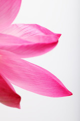 lotus petal isolated on white background.
