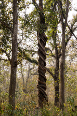 Fototapeta premium Vines and trees of Chitwan National park Nepal