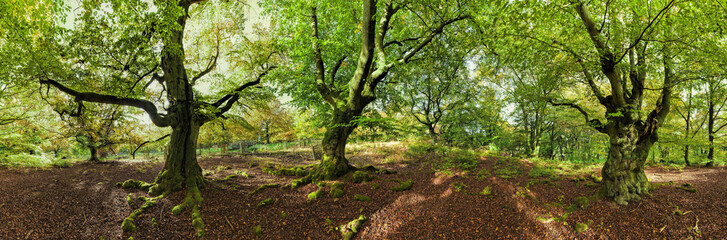  Nationalpark Kellerwald Sommer