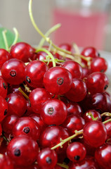 Red currant