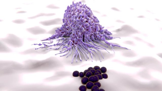 Makrophag frisst Bakterien (cocci).
Makrophagen phagozitieren und verdauen pathogene Organismen.