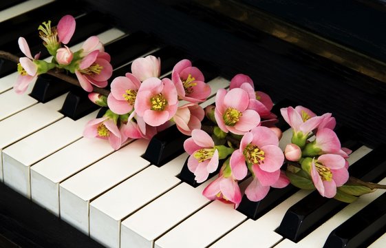Fototapeta Condolence card - flower on piano