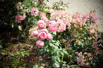 Rose Inglesi