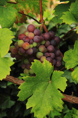 red grapes from the farm