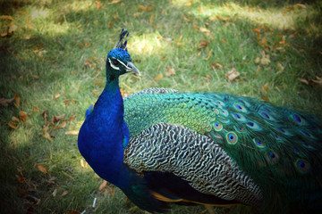 Obraz premium Pavone