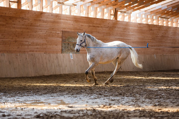 Training of sport horse