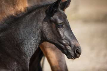 Foal on the meadow