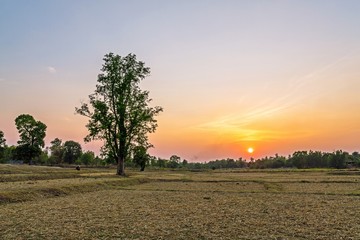 Sunset landscape ; Majestic sunset at rice field - countryside summer
