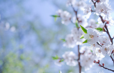 Branch with beautiful apricot flowers against the background of a blue sky in the spring as a flower spring background (selective focus on the flowers with copy space on the left for your text)