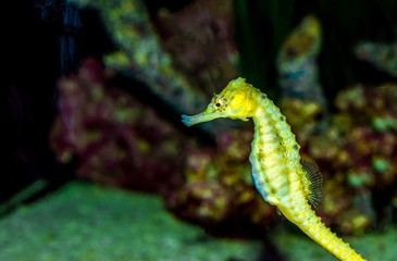 Seahorse swimming in the water - Hippocampus