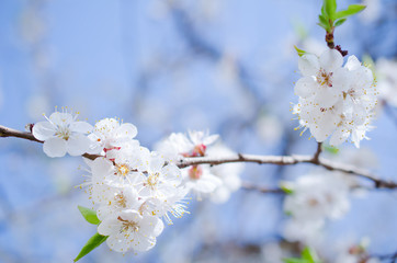 Beautiful apricot flowers against the background of a blue sky in the spring as a flower spring background (selective focus on the flowers)