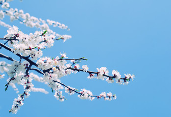 Branch with beautiful apricot flowers against the background of a blue sky in the spring as a flower spring background (selective focus with copy space on the right for your text), retro style