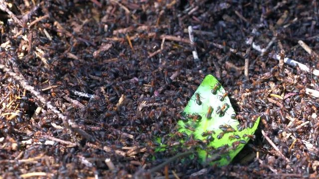 Ameisen im Wald bauen an ihrem Ameisenh&uuml;gel