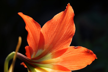 close up of amaryllis flower