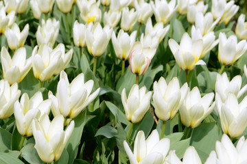 field with white tulips