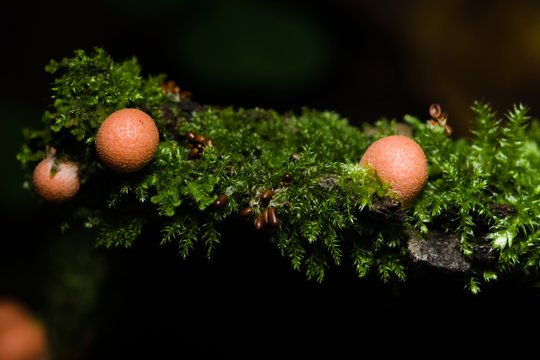 Wolfs milk, Lycogala epidendrum with brown small slime mould macro