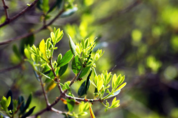 The first leaves in the forest